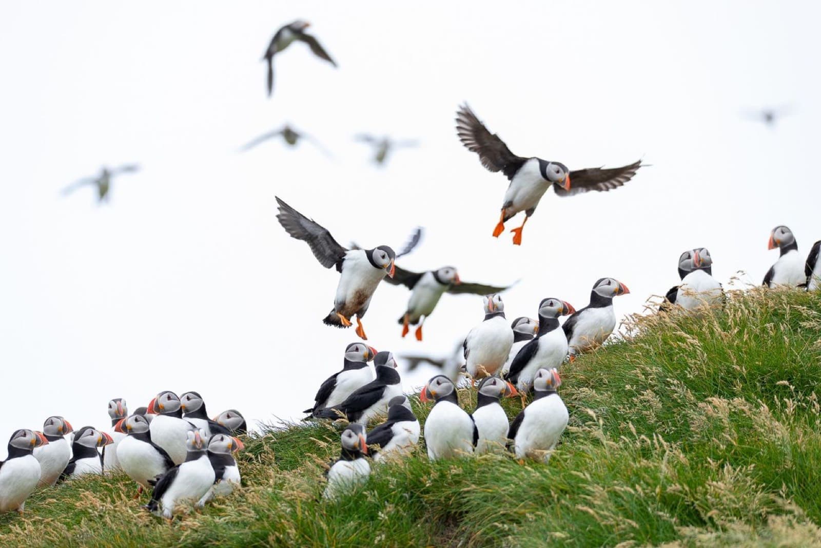 Colony of puffins on the hillside