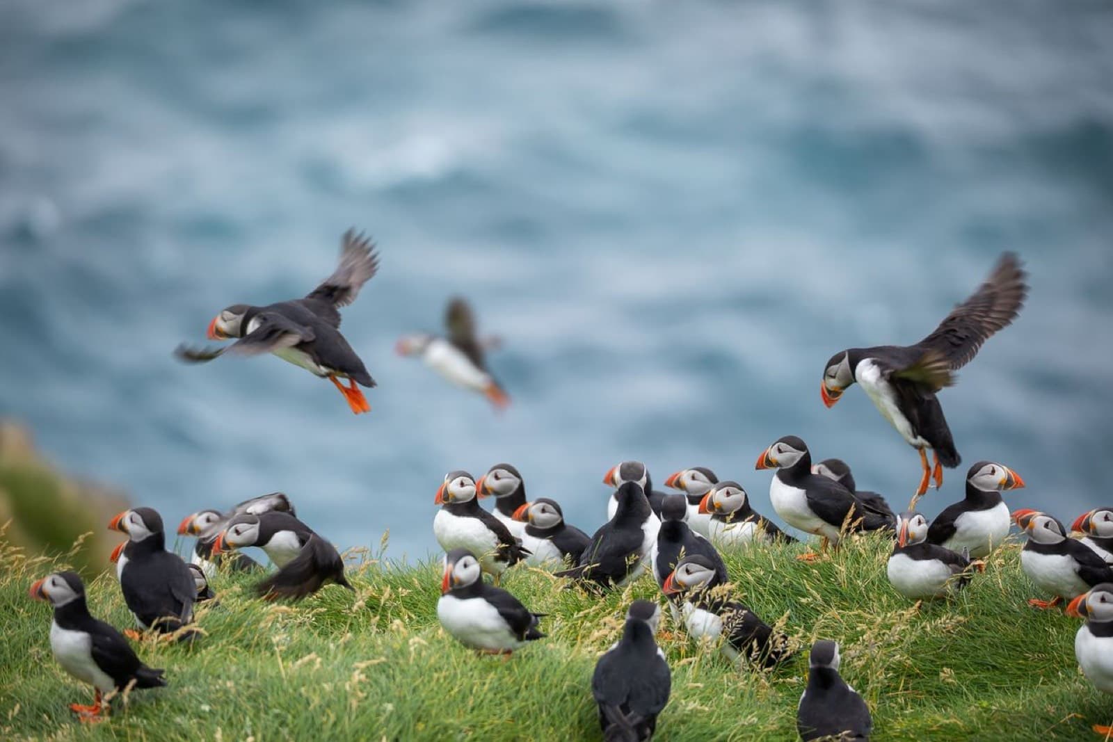Puffins on the cliff edge