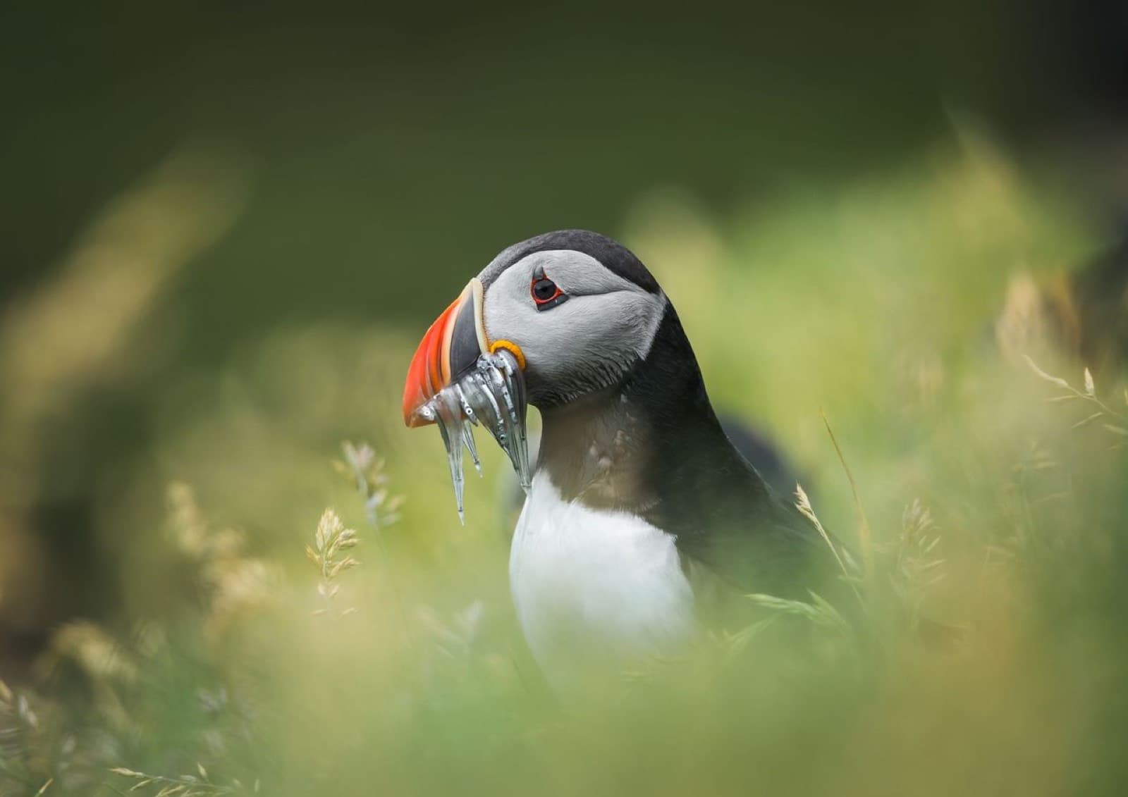 Puffin with fish in its beak